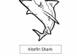 Kitefin shark