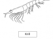Krill