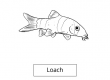 Loach