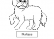 Maltese