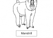 Mandrill