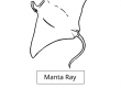 Manta Ray