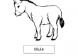 Mule