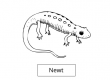 Newt