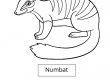 Numbat