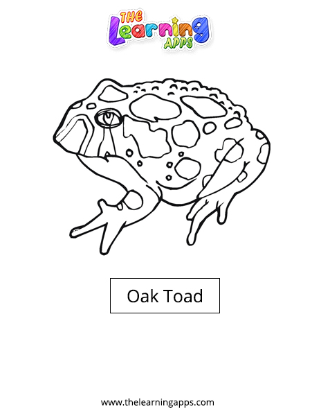 Oak Toad