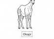 Okapi