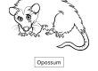 Opossum