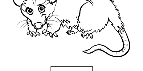 Opossum