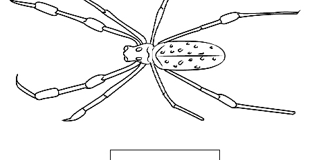 Orb-Weaver Orb-Weaver
