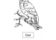 Owl