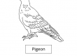 Pigeon