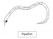 Pipefish