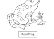 Pool Frog