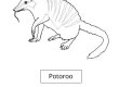 Potoroo