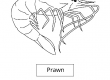 Prawn