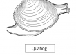 Quahog
