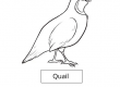 Quail