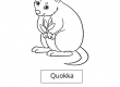 Quokka