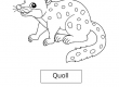 Quoll