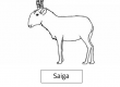 Saiga
