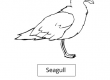 Seagull