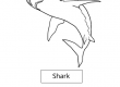 Shark