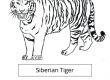 Siberian Tiger