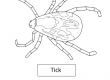 Tick
