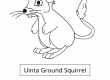 Uinta-Ground-Squirrel