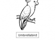 Umbrellabird
