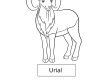 Urial