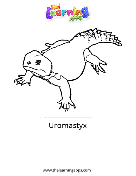 Uromastyx