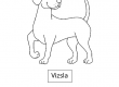 Vizsla