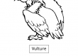 Vulture