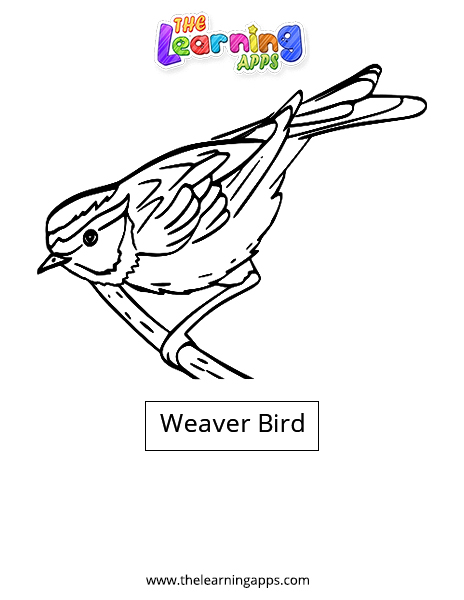 Weaver-Bird