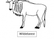 Wildebeest