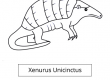Xenurus Unicinctus