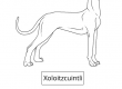 Xoloitzcuintli