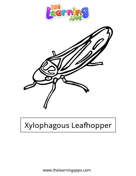 Xylophagous Leafhopper