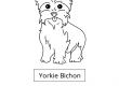 Yorkie-Bichon
