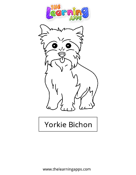 Yorkie-Bichón