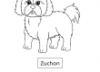 Zuchon