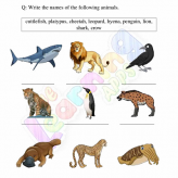 Carnivores-Worksheets-Grade-3-Activity-2