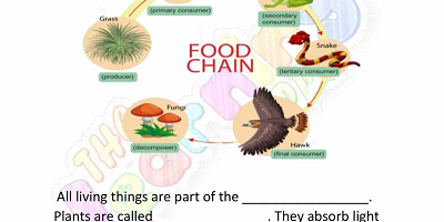 Food-Chain-Worksheets-Grade-3-Activity-1 Food-Chain-Worksheets-Grade-3-Activity-1