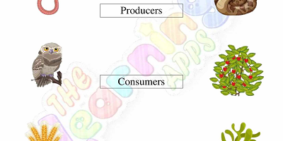 Food-Chain-Worksheets-Grade-3-Activity-10