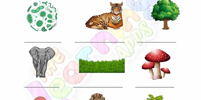 Food-Chain-Worksheets-Grade-3-Activity-2 Food-Chain-Worksheets-Grade-3-Activity-2