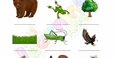 Food-Chain-Worksheets-Grade-3-Activity-3 Food-Chain-Worksheets-Grade-3-Activity-3