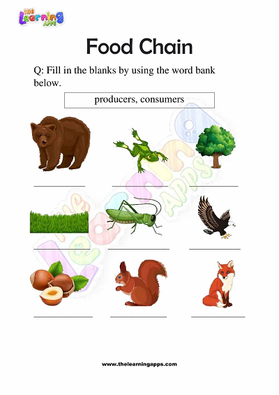 Food-Chain-Worksheets-Grade-3-Activity-3