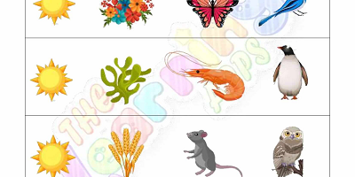 Food-Chain-Worksheets-Grade-3-Activity-4 Food-Chain-Worksheets-Grade-3-Activity-4